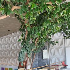 Споменик природе Фикус — Чачак