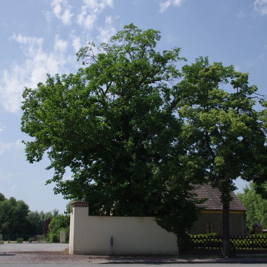 Naturdenkmal Weiße Maulbeere  im Gutshof, SW Kirche; Flur 4, Flurstück 948 in Groß Machnow