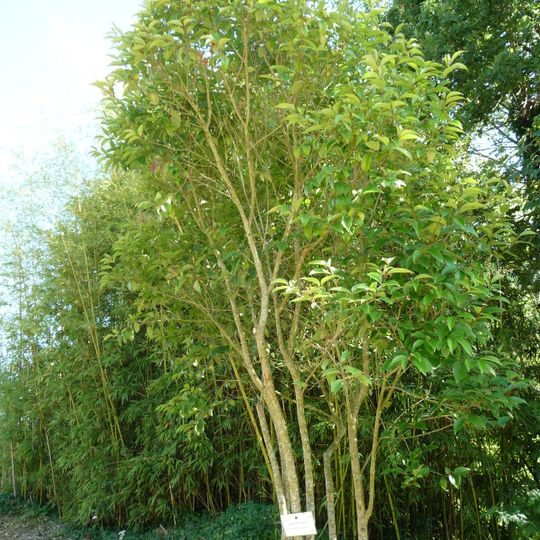 Jardin de los olfatos