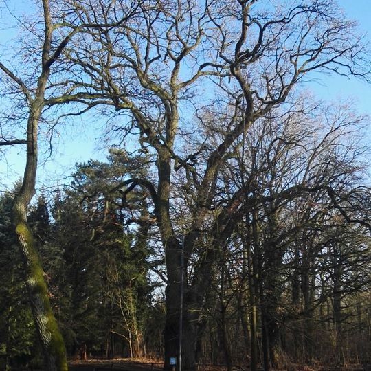 Naturdenkmal Försterei-Eiche
