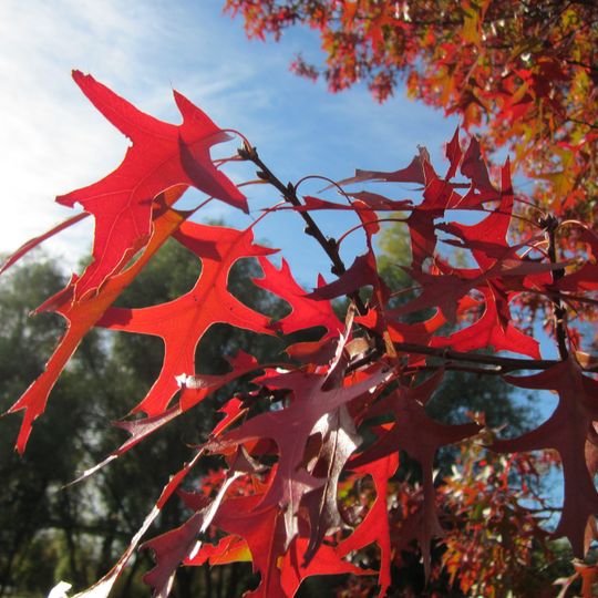 Le jardin des arbres de Varennes-Changy