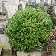 Grave of Unidentified 7