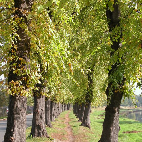 Naturdenkmal Eichen-Linden-Allee  auf dem rechten Deich der Schwarzen Elster; Flur 4, Flurstück 1457 in Elsterwerda