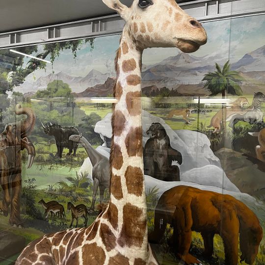 Tsuyama Wonder Museum