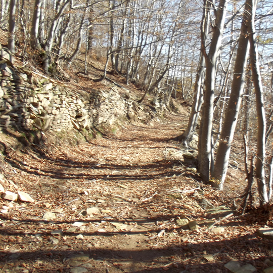 Bosco di Pian Prà