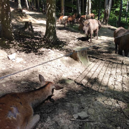 Leśny Park Niespodzianek