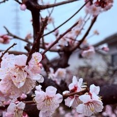 安八百梅園