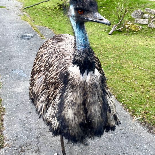 Tiergarten Falkenstein