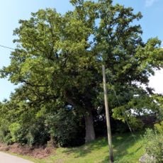 Baumgruppe auf dem Mühlberg
