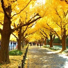 Meiji Tapınağı Bahçesi