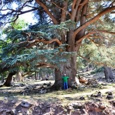 Theniet El Had National Park