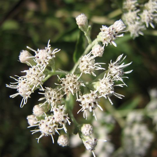 Arboreto Lewis W. Barton