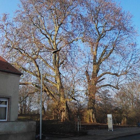 Naturdenkmal Die zwei Platanen am Burgwall