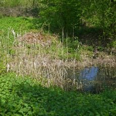 Feuchtgebiet im Gewann Mittlerer See