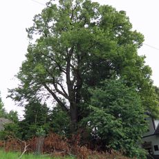 Lípa srdčitá u statku
