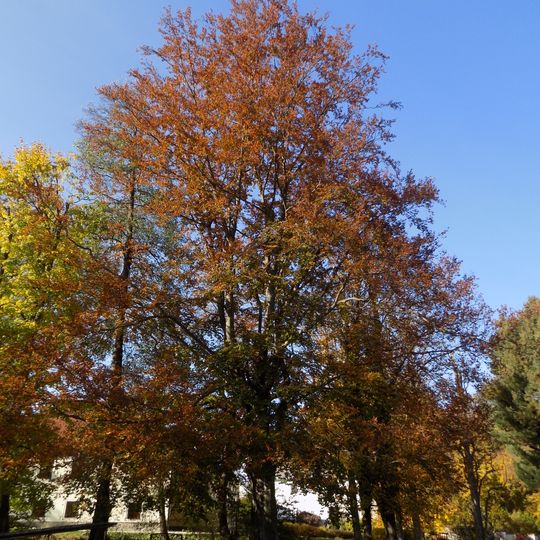 Buk v Jindřichovickém zámeckém parku