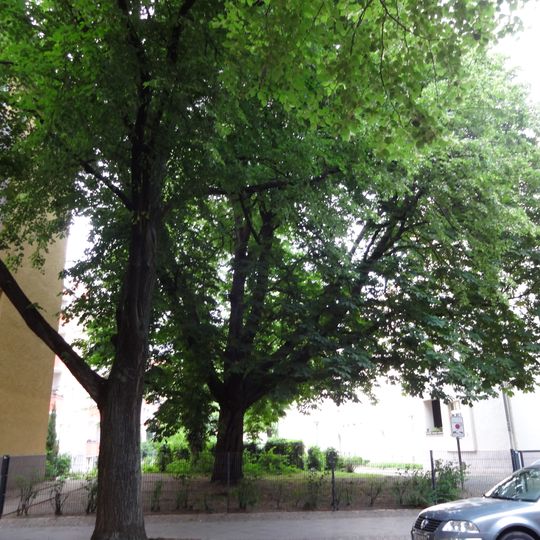 Balkan-Rosskastanie Eduardstraße