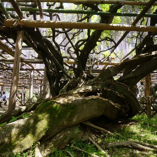 Wisteria in Ushijima