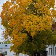 Посадки клёна и ясеня (Сортавальское г.п.)