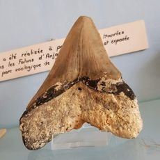 Musée du savignéen