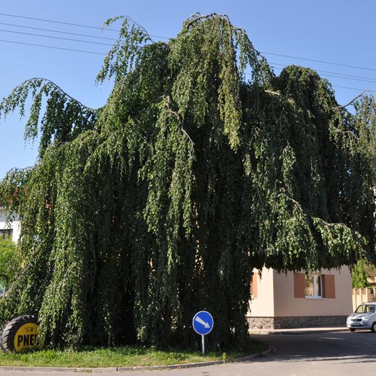 Památný buk lesní