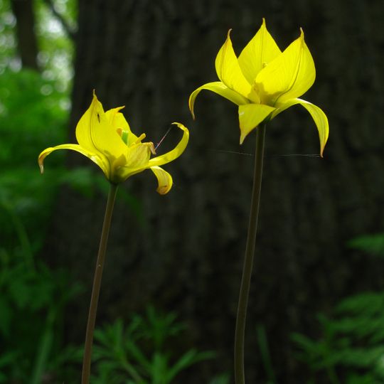Réserve naturelle de Starovichnevetskiï
