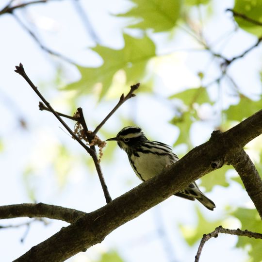 Wompatuck State Park