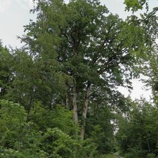 Vierlings-Eiche im Gewann „Edelberg-Moosich“