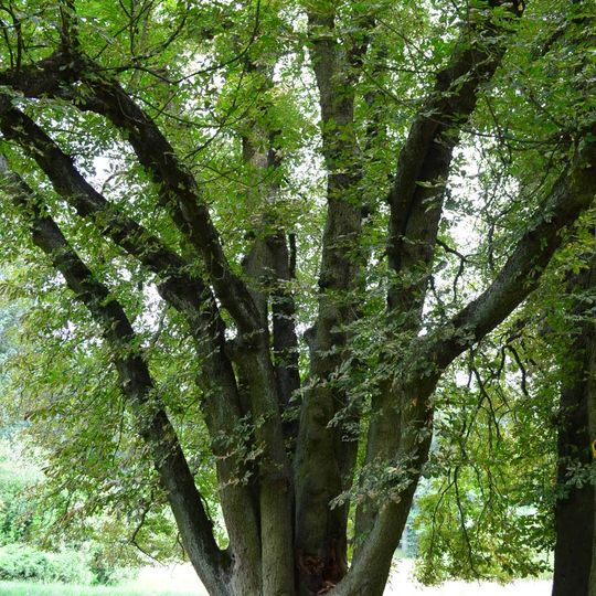 Vielstämmige Kastanie