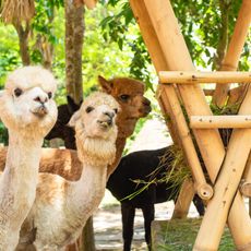 Pacha Alpaca