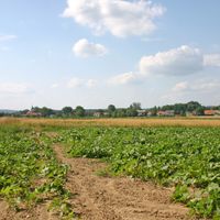 Municipality of Puconci