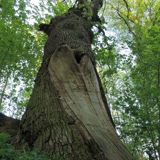 Naturdenkmal Stiel-Eiche ca. 300 m nördlich des Gutsparkes am Weg nach Karlswerk, rechts des Fließes in Hohenfinow
