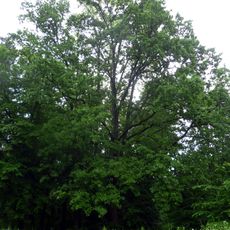 Quercus Robur