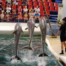 Festa Dolphinarium