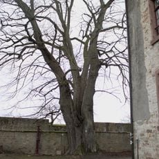 Linde im Zwinger und Linde im Burghof von Homberg (Ohm)