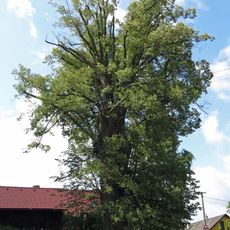 Lípa srdčitá (Tilia cordata)