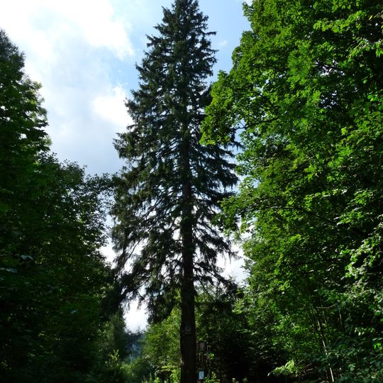 Smrk u obrázku na Miroslavi