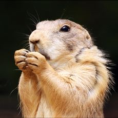 Prairie Dog State Park