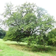 Nejedlíkova oskeruše