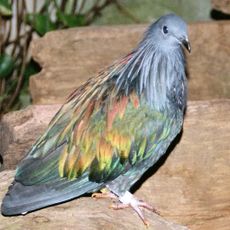 Galathea National Park