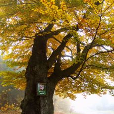 Buk lesní v Příbrami