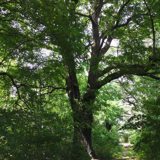 Naturdenkmal Schindeleiche