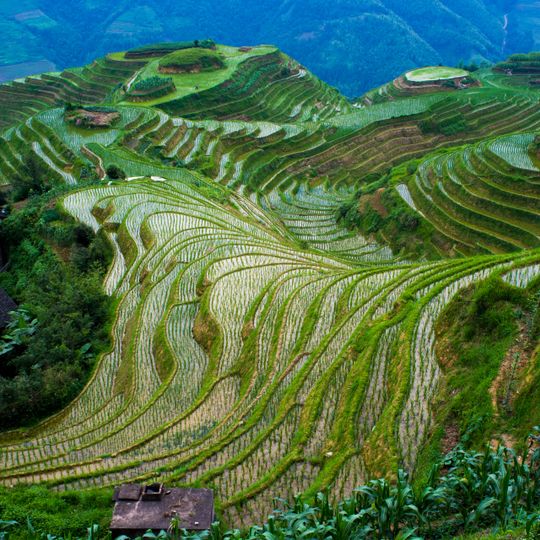Longsheng Rice Terrace
