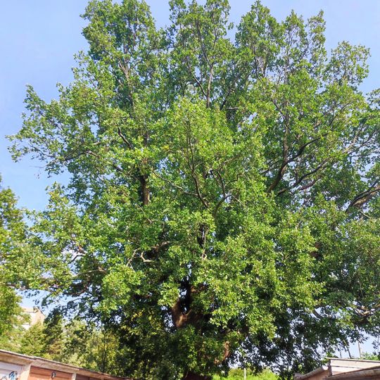 Dub u garáží v Komárově