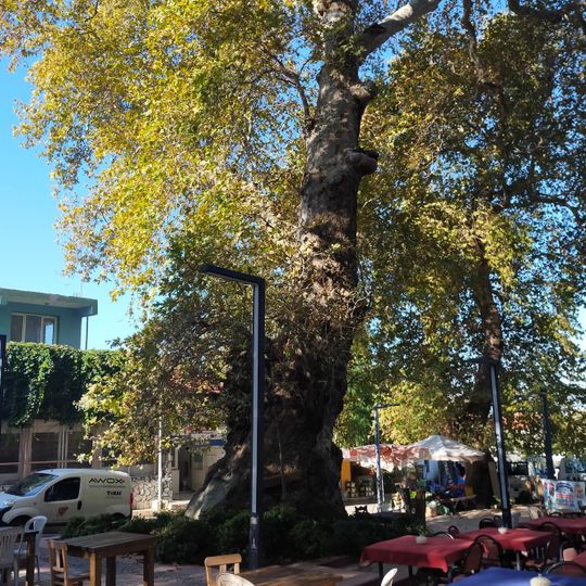 Kunduraci Cinari Anıt Ağacı