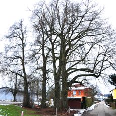 Fünf Linden in Attnang-Puchheim