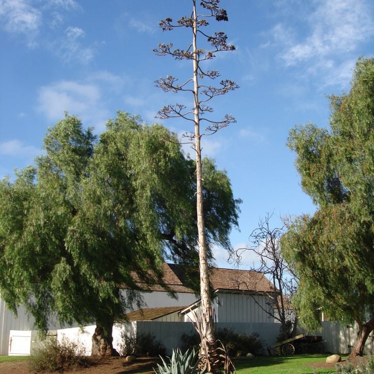 Parco Storico di Old Town San Diego