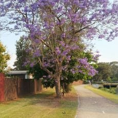 Ron Hill Park