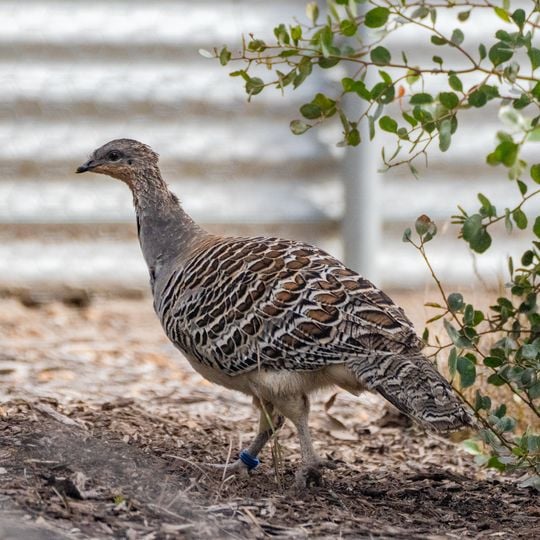 Yongergnow Australian mallee Fowl Centre