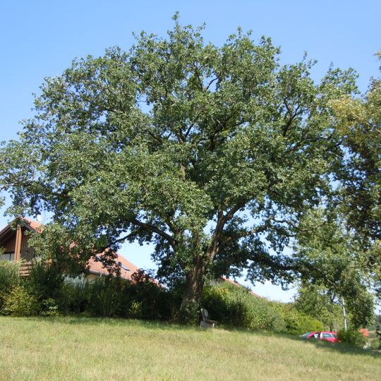 Stieleiche Brunnhalde West